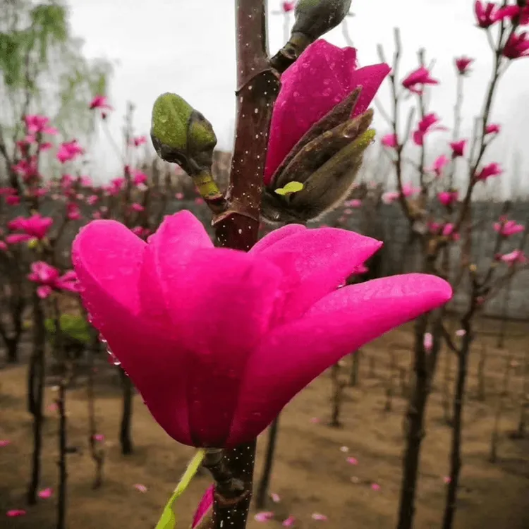 玉兰花树苗南方北方种植红花娇红一号庭院绿化植物地栽盆栽风景树