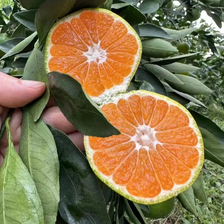 特早熟蜜桔树苗 日南一号柑橘苗青皮蜜桔苗进口果苗橘子树苗 桔苗
