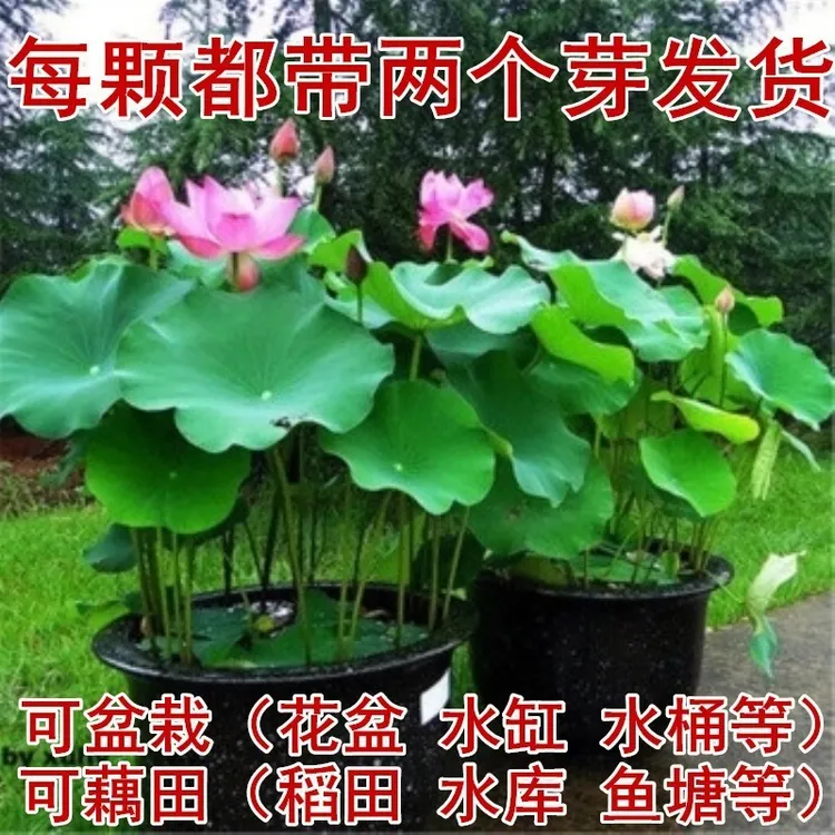 荷花藕苗大型观赏莲花苗水培莲花根茎池塘水生种根荷花苗食用缸养