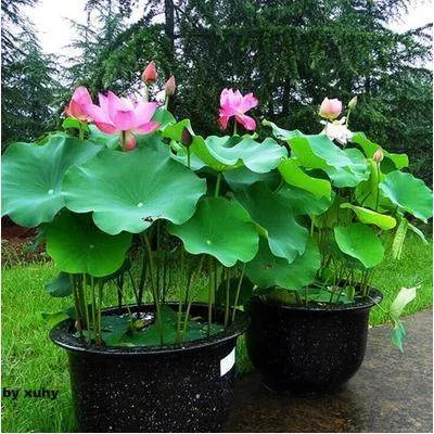 食用荷花盆栽水桶水缸种植莲藕家庭室内外小型荷花水池水养莲花苗