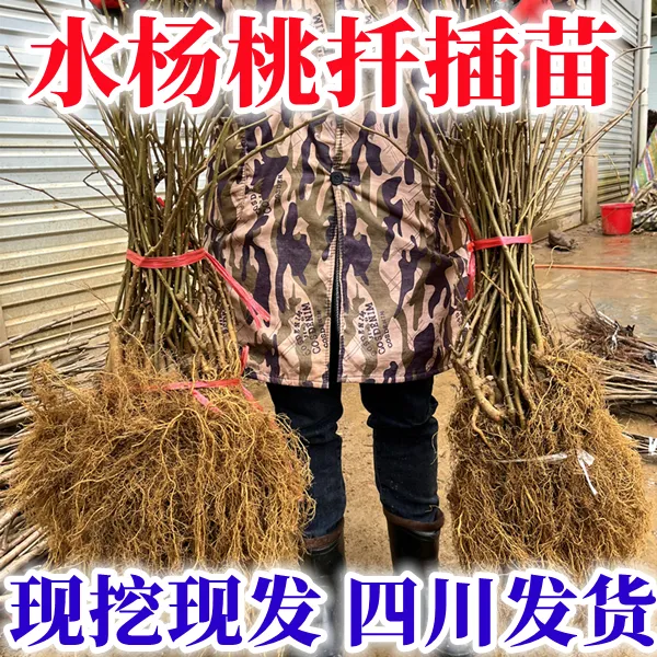 水杨桃扦插苗猕猴桃嫁接砧木水杨桃猕猴桃脚树南北方种植