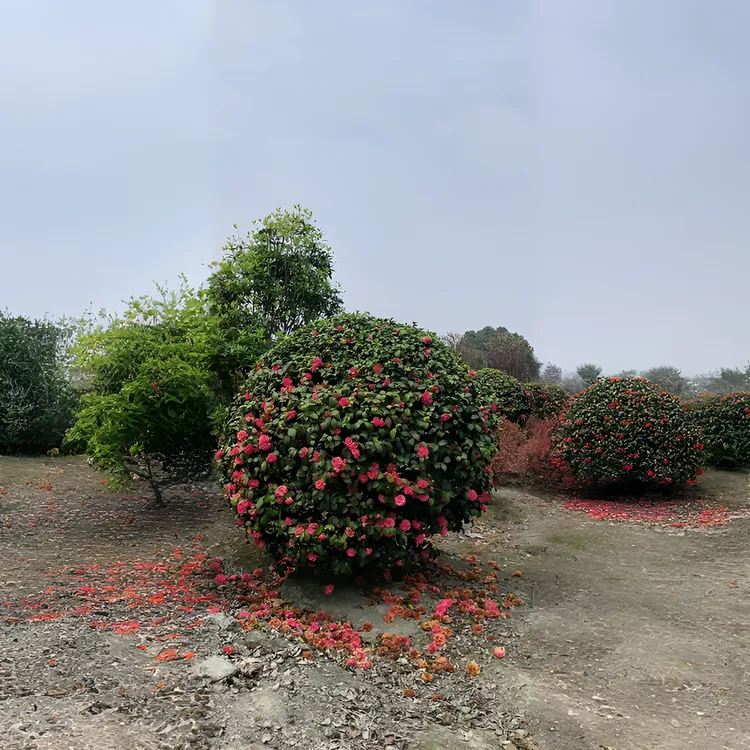 精品茶花球高端庭院造景四季常青花期超长