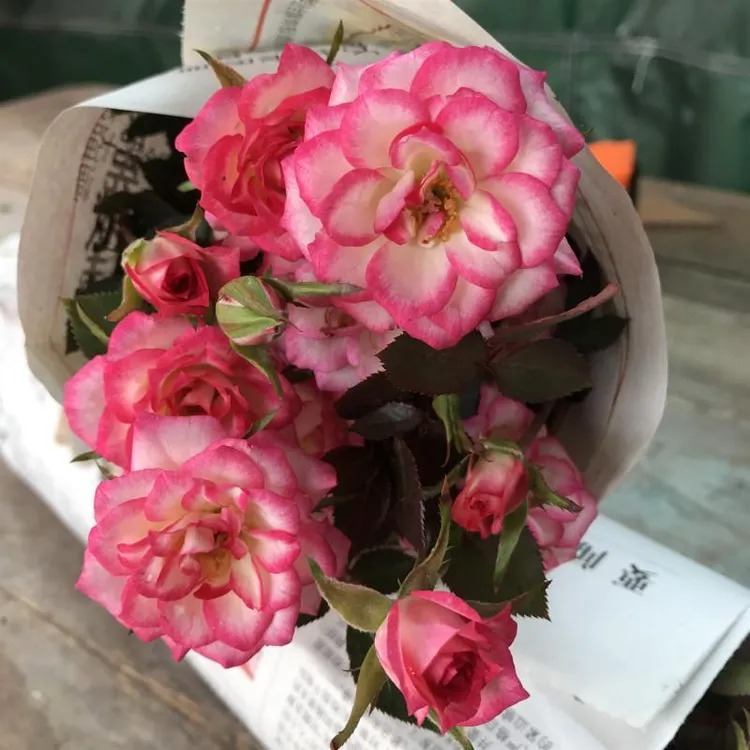 新品微型月季旋转木马玫瑰庭院绿植盆栽花卉四季开花