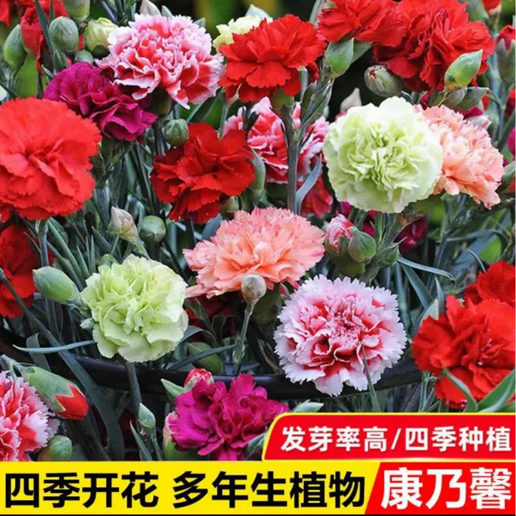 重瓣康乃馨种子四季开花盆栽耐寒易活绿植花卉种籽商品图