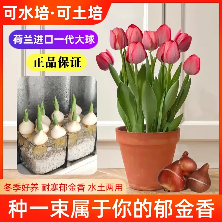 郁金香种子水培套装荷兰进口优质种球大球开花快土培阳台盆栽花卉