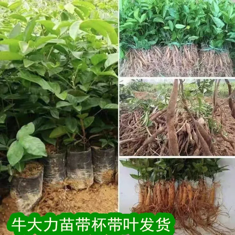 广西牛大力苗细叶牛大力苗中叶牛大力薯苗带土带叶南方种植