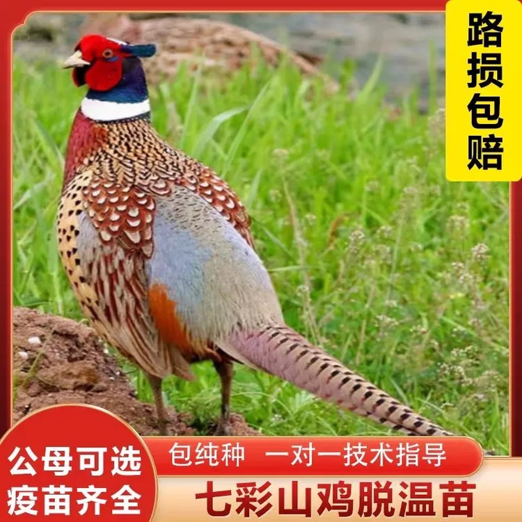 [活体发货]七彩山鸡野山鸡环颈稚家禽观赏鸡散养鸡飞天鸡活体整鸡