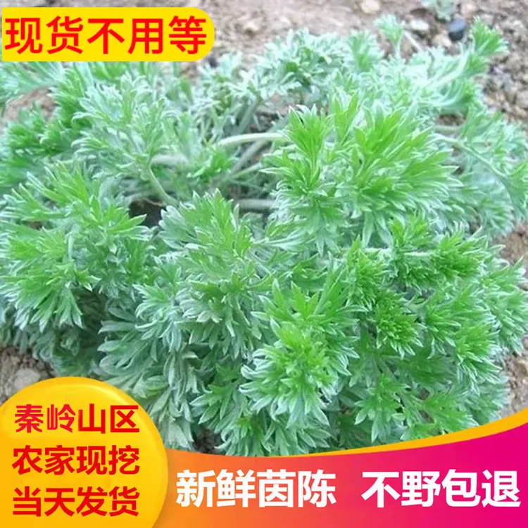 [现货] 新鲜茵陈秦岭野生自然白蒿棉茵陈蒿茶三月茵陈绵茵陈野菜