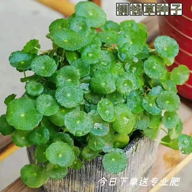 【水培铜钱草种子】大叶水养种籽水培植物花卉盆栽室内常绿