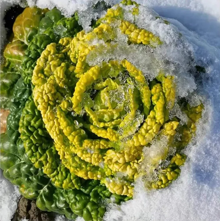 黄心乌菜黄心菜新鲜乌塌菜四季白菜冬天青菜蔬菜子黑菜秋冬季