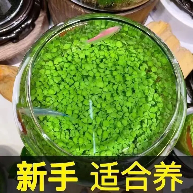 速生水草种子鱼缸水草籽真水生植物种子鱼缸造景