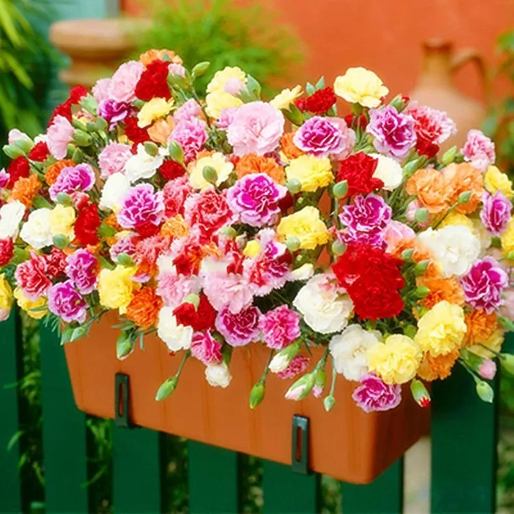 5.88元【1000粒】重瓣康乃馨种子四季开花盆栽耐寒易活绿植花卉种籽