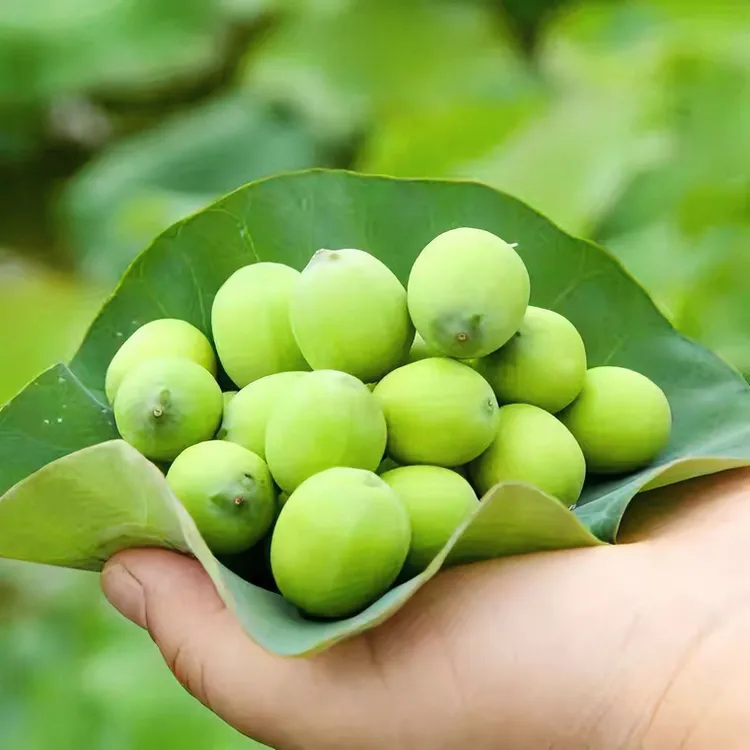 湘莲新鲜莲子米现摘现剥甜嫩生莲米当季即食水果莲子1/3斤包邮