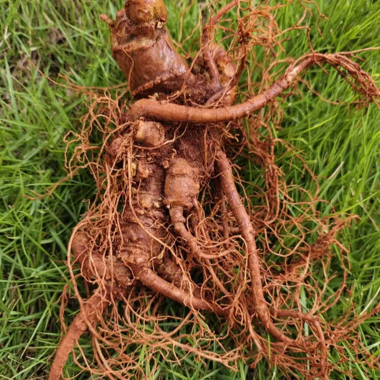 七米山云南文山三年折耳根新鲜三七带泥发货泡酒炖汤切片磨粉炖鸡