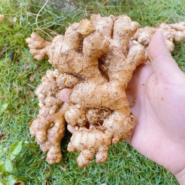 七米山生姜小黄姜云南文山生姜小黄姜炒菜煲汤晒姜片9斤包邮