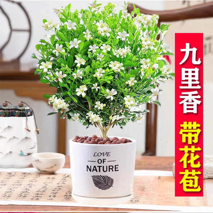 带花苞九里香盆栽水培植物室内花卉四季开花好养易活老桩树苗盆景