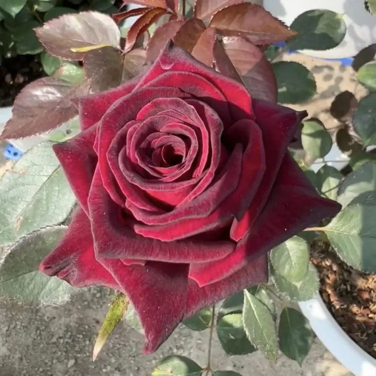 【暗香月季】独颗根接3加仑红色特浓香型鲜切花原盆原土栽种好发货