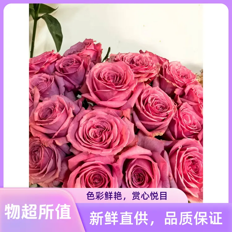 【锦科稀有玫瑰】粉之妍-A级单头玫瑰云南鲜花斗南基地发货