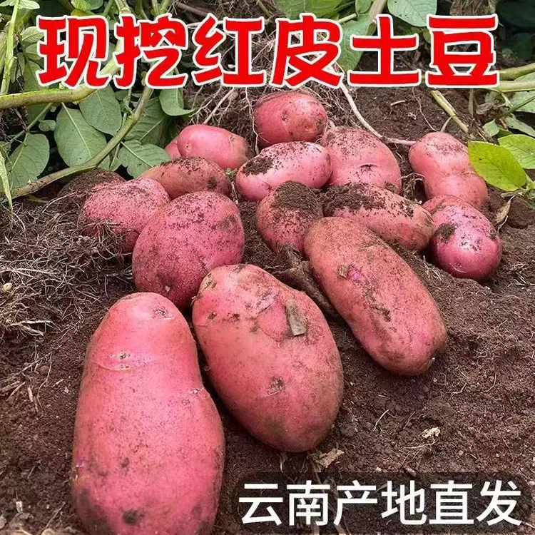 云南高山红皮黄心土豆农家当季马铃薯商用绿色蔬菜饭店直供整箱价