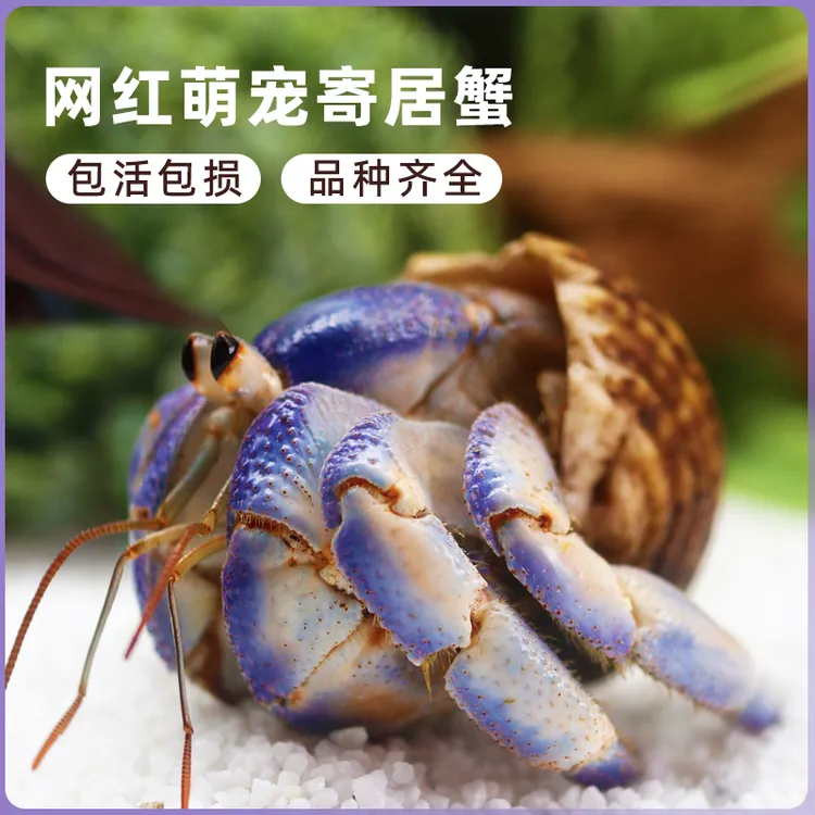 寄居蟹懒人迷你宠物新手好养养活桌面萌宠观赏蟹网红潮人草莓送礼