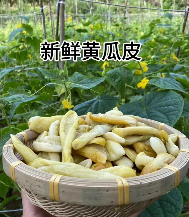 广西钦州灵山武利黄瓜皮酸脆开胃下饭菜5斤包邮