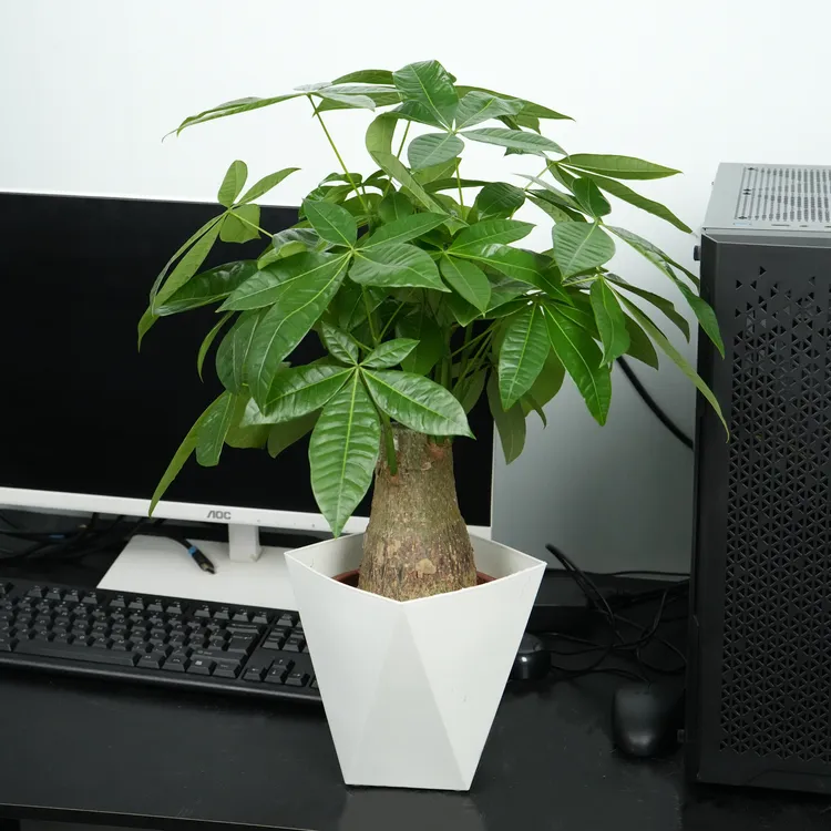 发财树老桩培育客厅办公室懒人好养枝条发达盆景实拍绿植净化空气