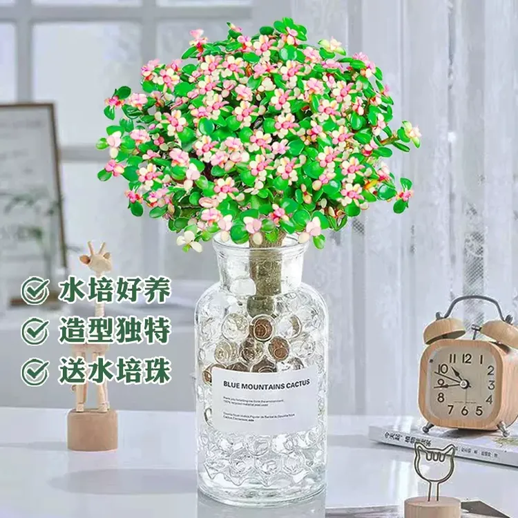 金枝玉叶盆栽老桩盆景水培养护室内客厅绿植花卉好养造型肉肉