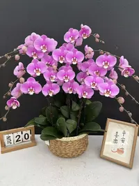 30.加高加大杯大花双花剑【安娜】超长花期年宵花必备