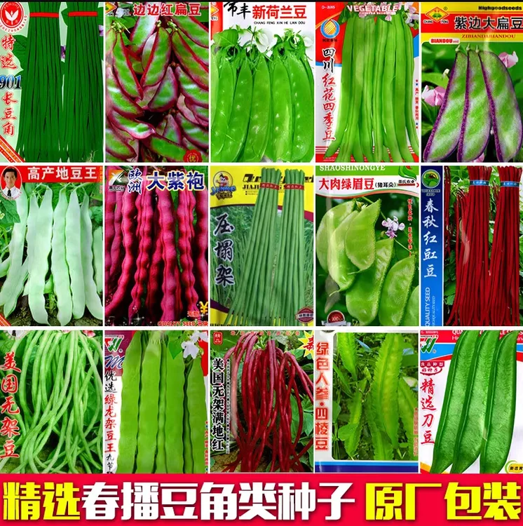 四季原装蔬菜种子长豆角种子架豆芸豆春夏秋豇豆家庭院种植易种