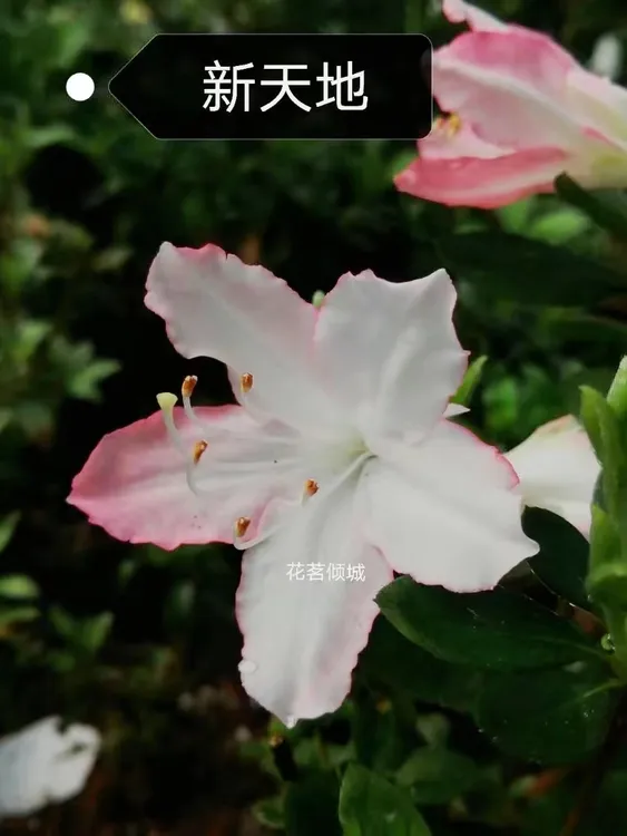 一物一拍茶花精品高端庭院绿植盆栽福建龙岩发货对版赤丹五色白幻