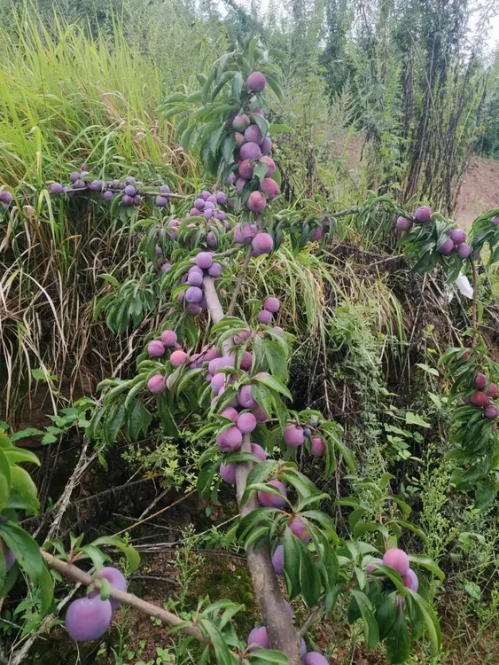 汉源自家高山晚熟脆红李脆爽清甜现在现发