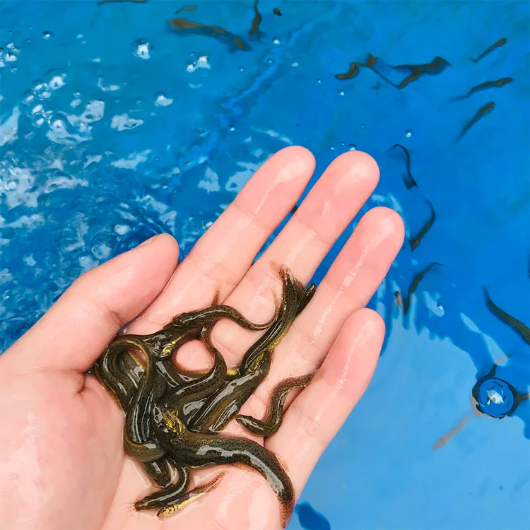 沐豪宠宠【一】泥鳅苗饲料鱼小泥鳅幼苗鲜活淡水鱼养殖鱼钓鱼放生鱼