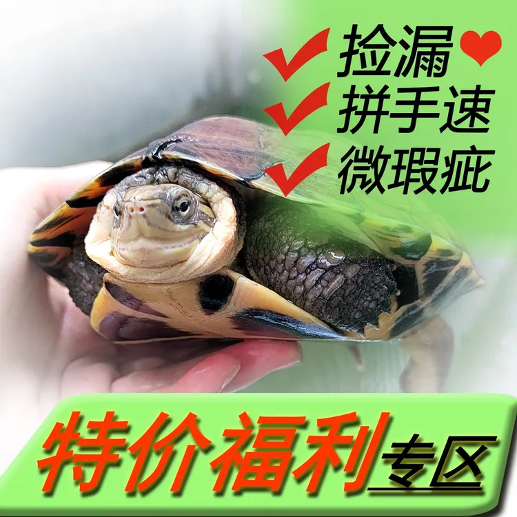 【特价捡漏专拍】冷水石金钱龟 带瑕疵清池特价 食用煲汤专用   
