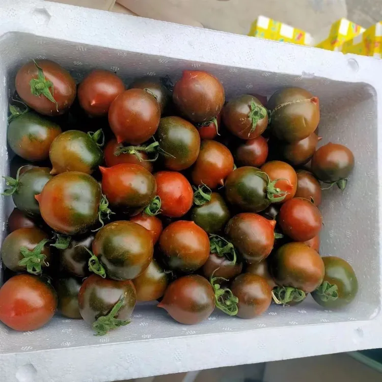 【自然熟】新鲜自然熟紫春桃铁皮柿子巧克力番茄儿童孕妇水果