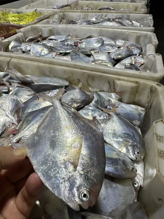 石浦 小朱领鲜  流网小鲳鱼3斤/1份