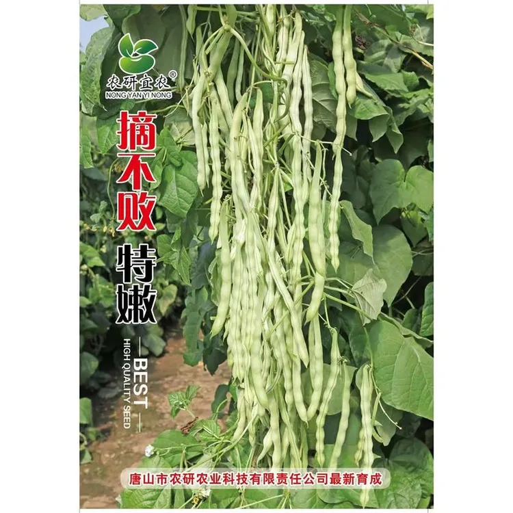 摘不败芸豆种子，无筋无柴，好吃高产。