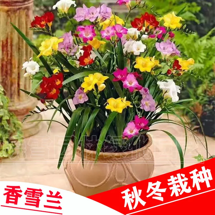 进口香雪兰种球重瓣花卉浓香型花卉阳台庭院盆栽地栽冬季耐寒开花