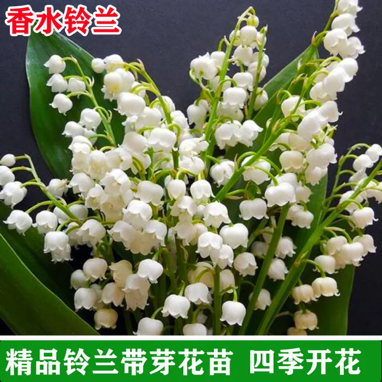 铃兰盆栽带芽花苗成品种球绿植带芽带根室内桌面花卉耐寒植物好养