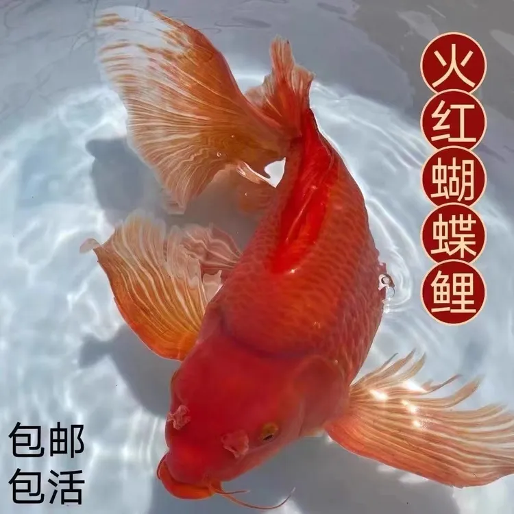 活体蝴蝶鲤火红纯种观赏鱼大尾巴短身球体型贵妃淡冷水鱼好活耐养