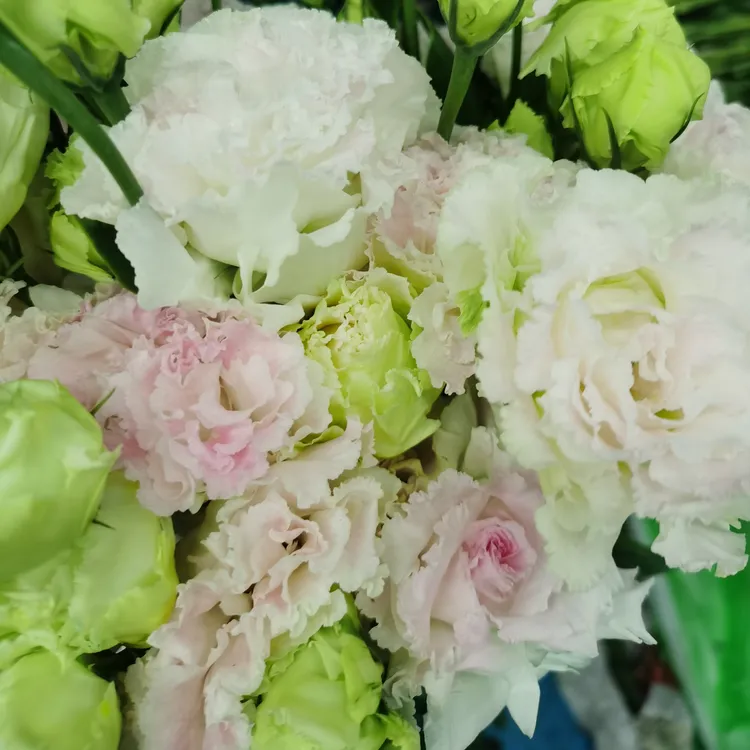 洋桔梗鲜花花束云南直发家用插花水养鲜切花