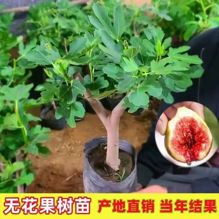 改良优质品种特大果波姬红无花果苗盆栽地栽当年结果南方北方果树