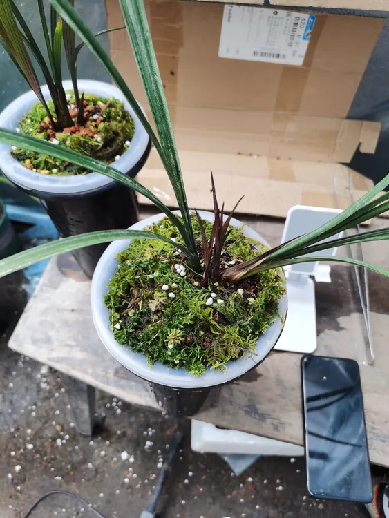 春剑水晶红索四个头