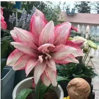 【紫纹】 包邮 二胖花园   朱顶红种球 自然球