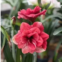 【笑脸】 包邮 二胖花园   朱顶红种球