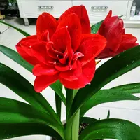 【樱桃妮芙】 包邮 二胖花园   朱顶红种球 自然球