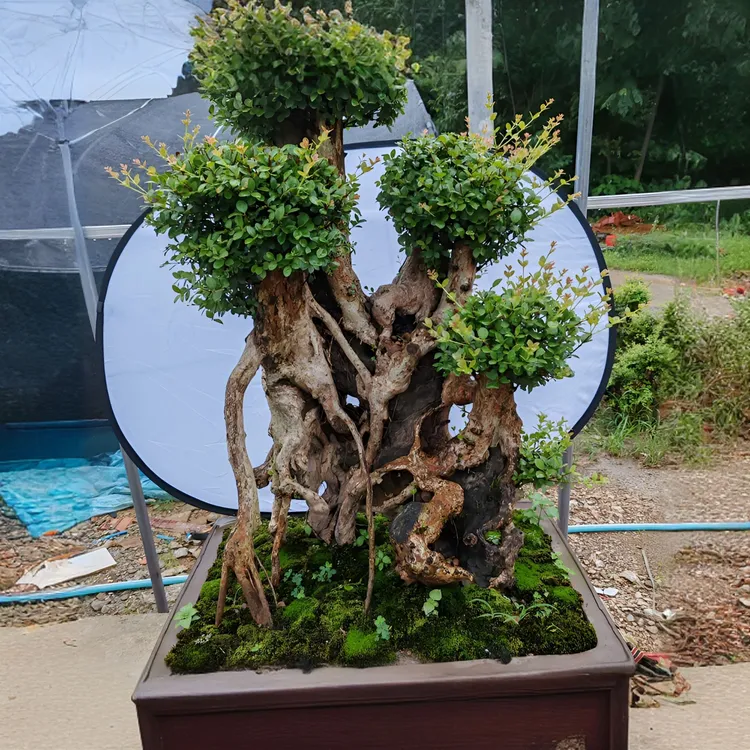 原生态老桩老鸦柿赤楠金枝玉叶水杨梅盆景盆栽美观又植物解读独特