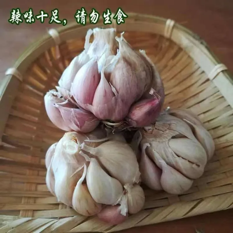 软叶狗牙蒜 狗牙蒜种籽 不抽薹  不出蒜苔