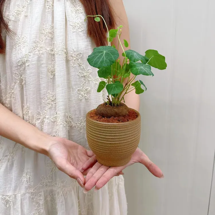 山乌龟爬藤植物盆栽地栽金不换阳台花园室内庭院小区绿植花卉盆景