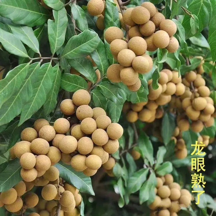 龙眼广东茂名储良现摘新鲜多汁清甜当季水果桂圆