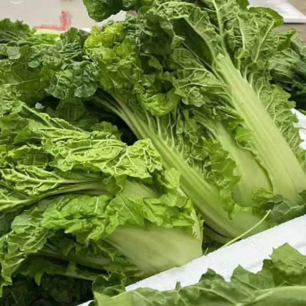 贵州农家自种白菜新鲜麻叶白菜趴地菜1,3,5,9斤